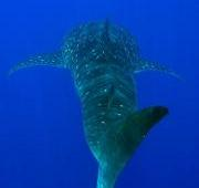Aletas dorsales de tiburón ballena