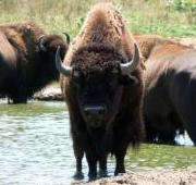 Bisonte (Bison bisonte) en un pozo de agua