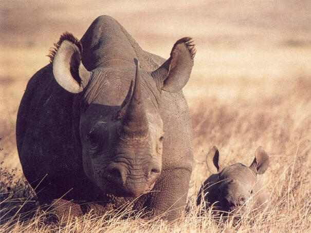 bleck rhino madre y bebé