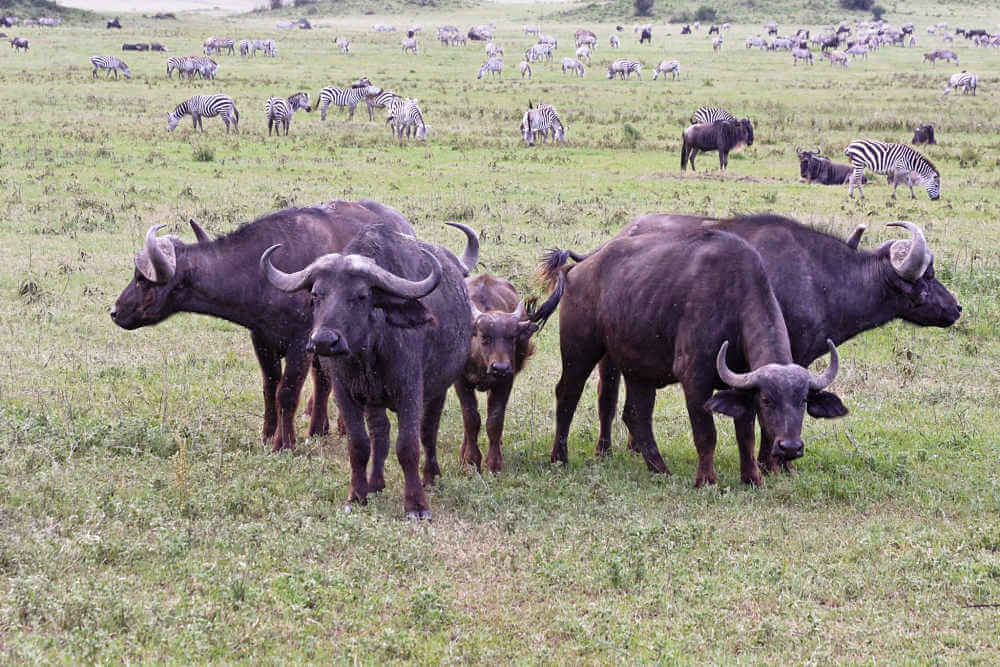 Búfalos africanos adultos protegiendo a los terneros