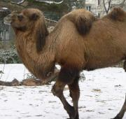 Camello bactriano en el zoológico de Colonia.