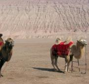 Camellos cerca de las montañas Flaming cerca de Turfan en Xinjiang (China).