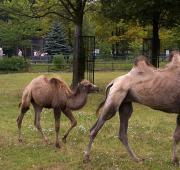 Camellos en el Jardín Zoológico de Silesia, Polonia