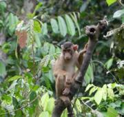 Centro de Rehabilitación Sepilok Orangután, Macaque bajo carga porcina