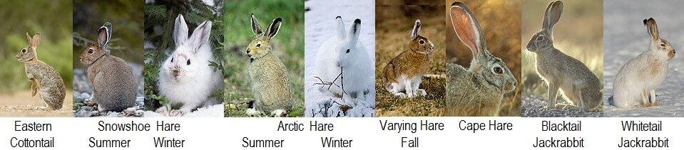 conejos silvestres y especies de liebres