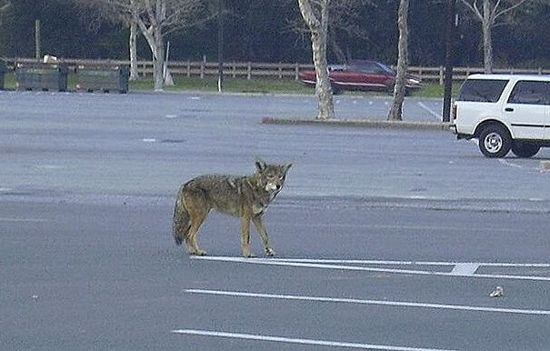 coyote urbano