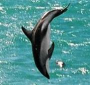 Delfín Oscuro, en Kaikoura, Nueva Zelanda