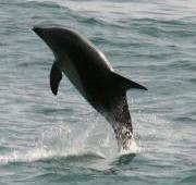 Delfín Oscuro, Kaikoura