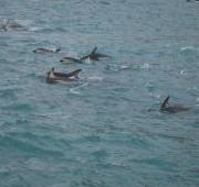Delfines Oscuros en la costa de Kaikoura, Nueva Zelanda