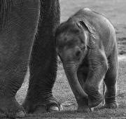 El elefante asiático bebé con su madre en Whipsnade Zoo, Dunstable
