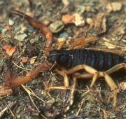 Escorpión (Scorpiones)