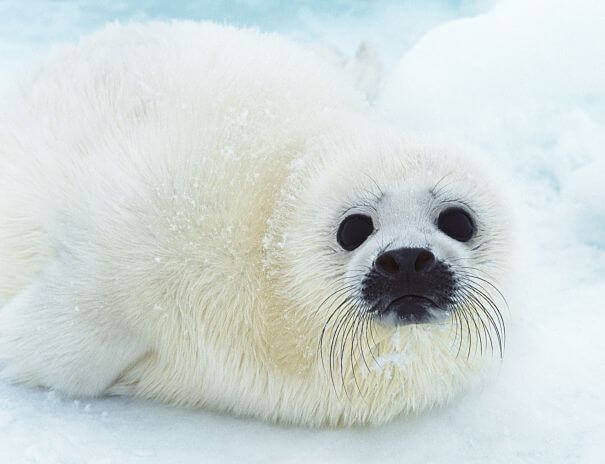 foca arpa bebé