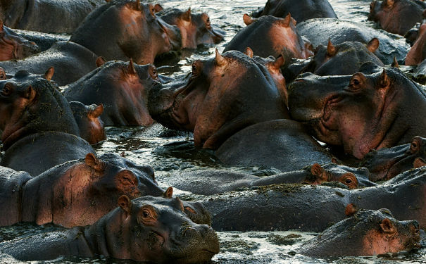 hipopótamos vadeando