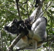 Indri Indri, Andasibe en Madagascar