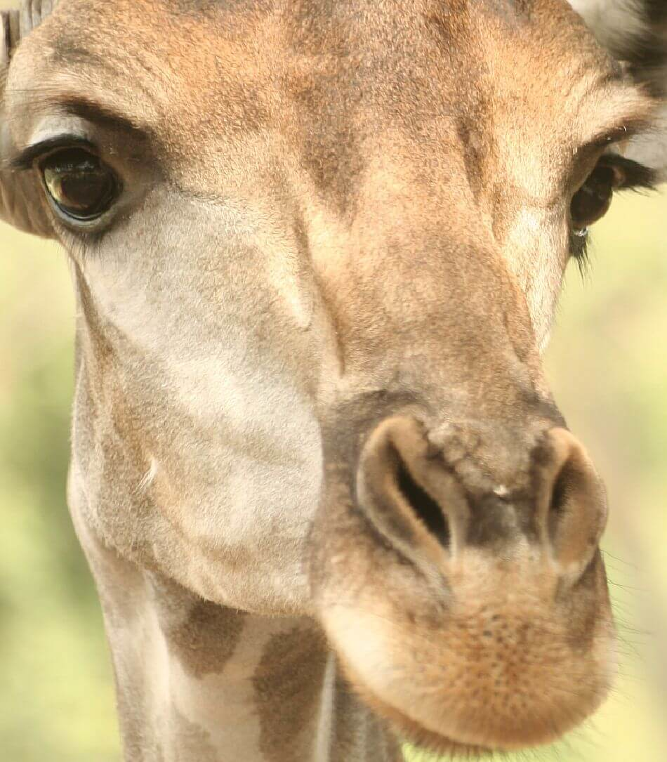jirafa primer plano extremo