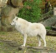 Lobo ártico en el zoológico de Berlín