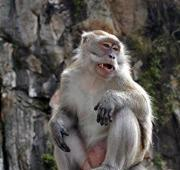 Macaque (Macaca fascicularis), Cuevas de Batu, Malasia