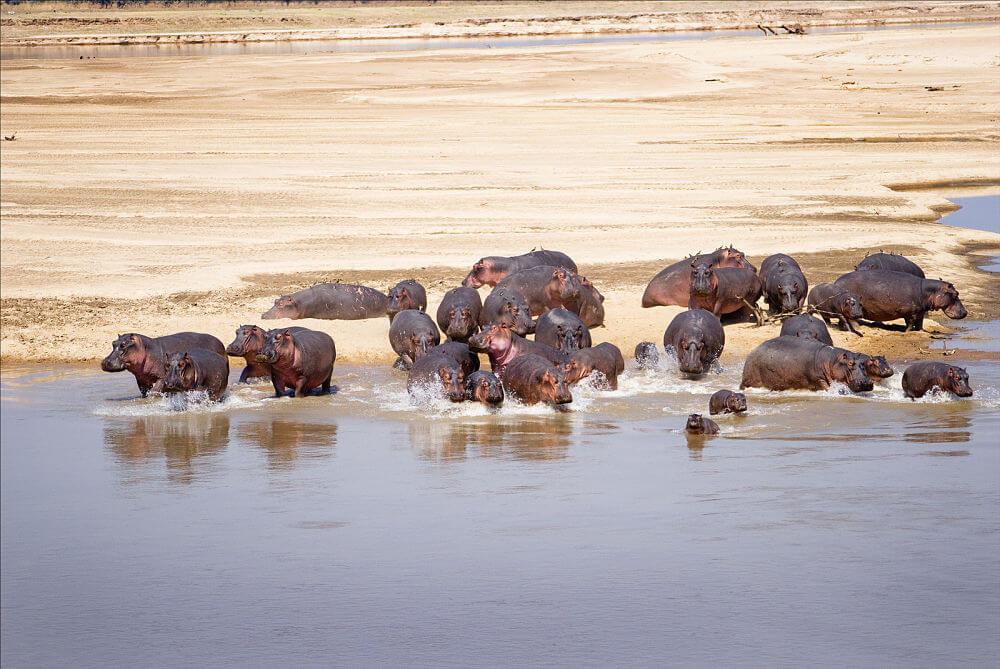 manada de hipopótamos