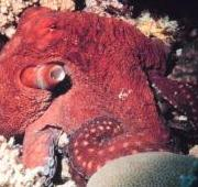 Octopus macropus, Mar Rojo