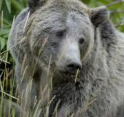 Oso Grizzly (Ursus Arctos Horriblis)