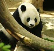 Oso Panda Gigante (Ailuropoda melanoleuca)