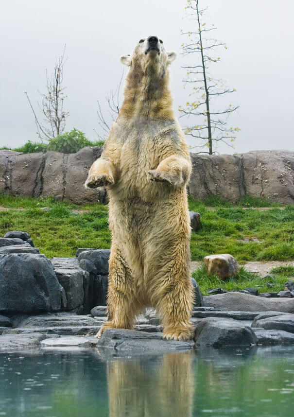oso polar de pie