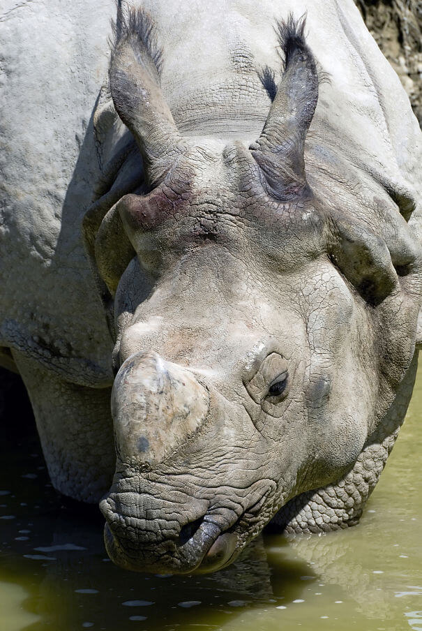 Rinoceronte Javan