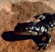 Salamandra (Caudata)