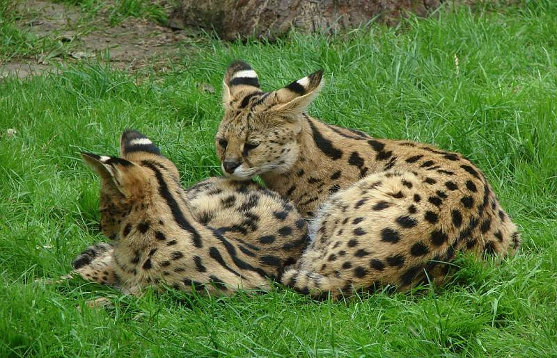 Serval gato madre y bebé