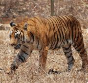 Tigre de Bengala en Karnataka, India