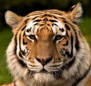 Tigre Siberiano (Panthera Tigris Altaica)
