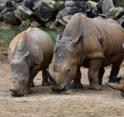 Tres rinocerontes blancos (Ceratotherium Simum) en el zoológico de Colchester, Reino Unido.