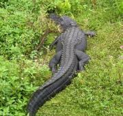 Un aliator americano (Alligator mississippiensis) encontrado en Everglades National Park, Florida