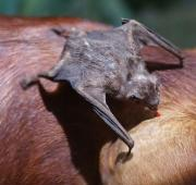 Un murciélago vampiro común, que se alimenta de un animal.