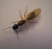 Una hormiga alada, probablemente macho