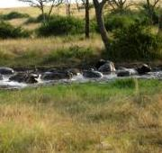 Una manada de búfalos tomando un baño de barro en el Parque Nacional Queen Elizabeth, Uganda