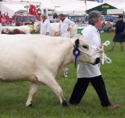 Una vaca blanca británica en el Romsey Show