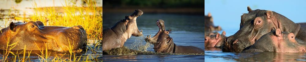 vida hipopótamo