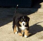 10 semanas de edad Bernese Mountain Dog
