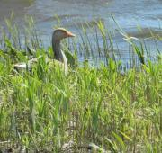 A Greylag Goose sentado en un nido en la Reserva Minsmere de la RSPB