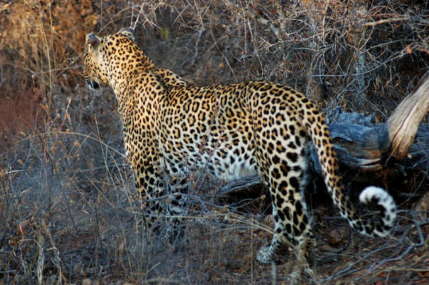 acecho de leopardo