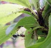 Áfidos cultivadores de hormigas