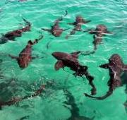 Agregación de tiburones nodriza (Gingly Mostoma cirratum) en Highborne Cay, Bahamas