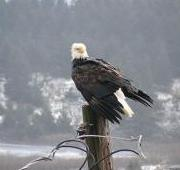 Águila calva, Kodiak, Alaska