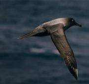 Albatros de hollín claro (Phoebetria palpebrata)