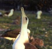 Albatros de Laysan (Phoebastria immutabilis)