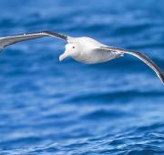 Albatros errantes (Diomedea exulans) en vuelo, al este de la península de Tasmania, Tasmania, Australia.