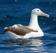 Albatros reales del sur (Diomedea epomophora), al este de la península de Tasmania, Tasmania, Australia.