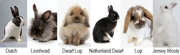 algunas razas populares de conejos