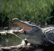 Aligátor Americano (Alligator mississipiensis)